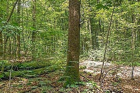 Bestattung Natur Bestattung Natur