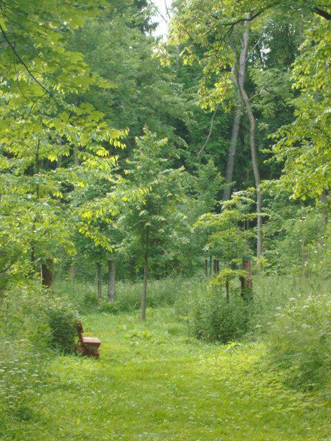 Wiese mit Wildblumen und eine Bank sowie dichte Bäume und Büsche mit grünem Laub