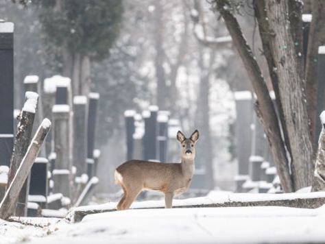 ein Reh steht zwischen Gräbern auf einem verschneiten Friedhof