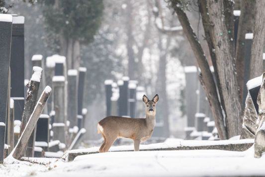 ein Reh steht zwischen Gräbern auf einem verschneiten Friedhof