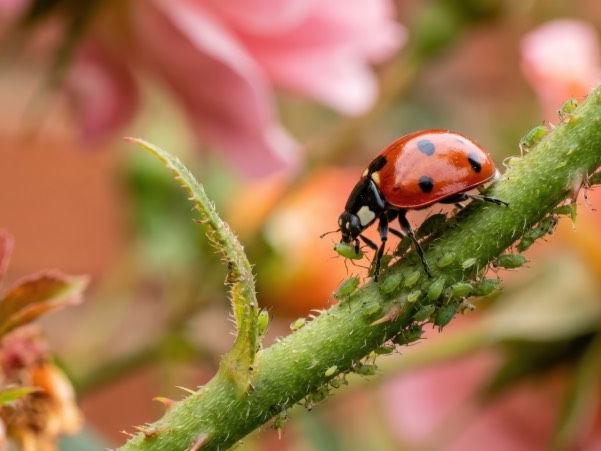 roter Marienkäfer auf grünem Pflanzenstängel nährt sich von Blattläusen
