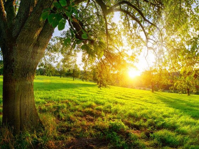 grüne Wiese mit belaubtem Baum, Sonnenlicht fällt durch das Laub und erzeugt goldene Lichtstrahlen