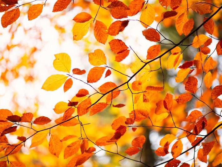 Ein Baum mit leuchtend orange-roten Blättern im Herbstlicht