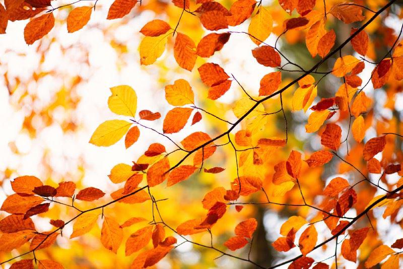 Ein Baum mit leuchtend orange-roten Blättern im Herbstlicht