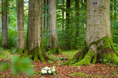 Dunkler Wald mit großen Bäumen und Moos an den Wurzeln