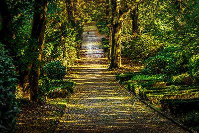 Ein Waldweg führt in die Tiefe eines Herbstwaldes