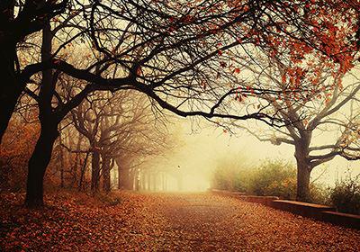 Herbstlichen Waldweg mit hohen Bäumen