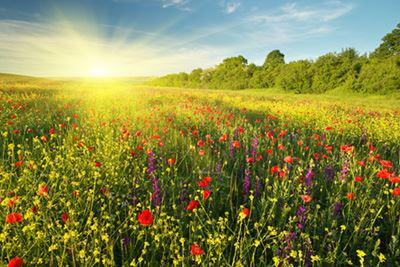 Eine Blumenwiese die ins unendliche geht