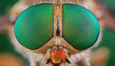 Nahaufnahme der Augen einer Fliege