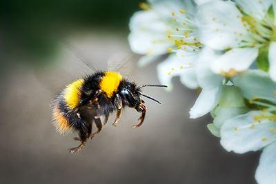 Eine Hummel fliegt zu einer weißen Blüte