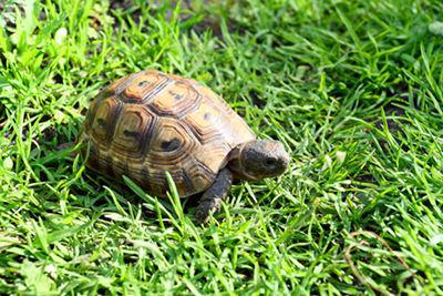 Eine Schildkröte gehht über das Gras